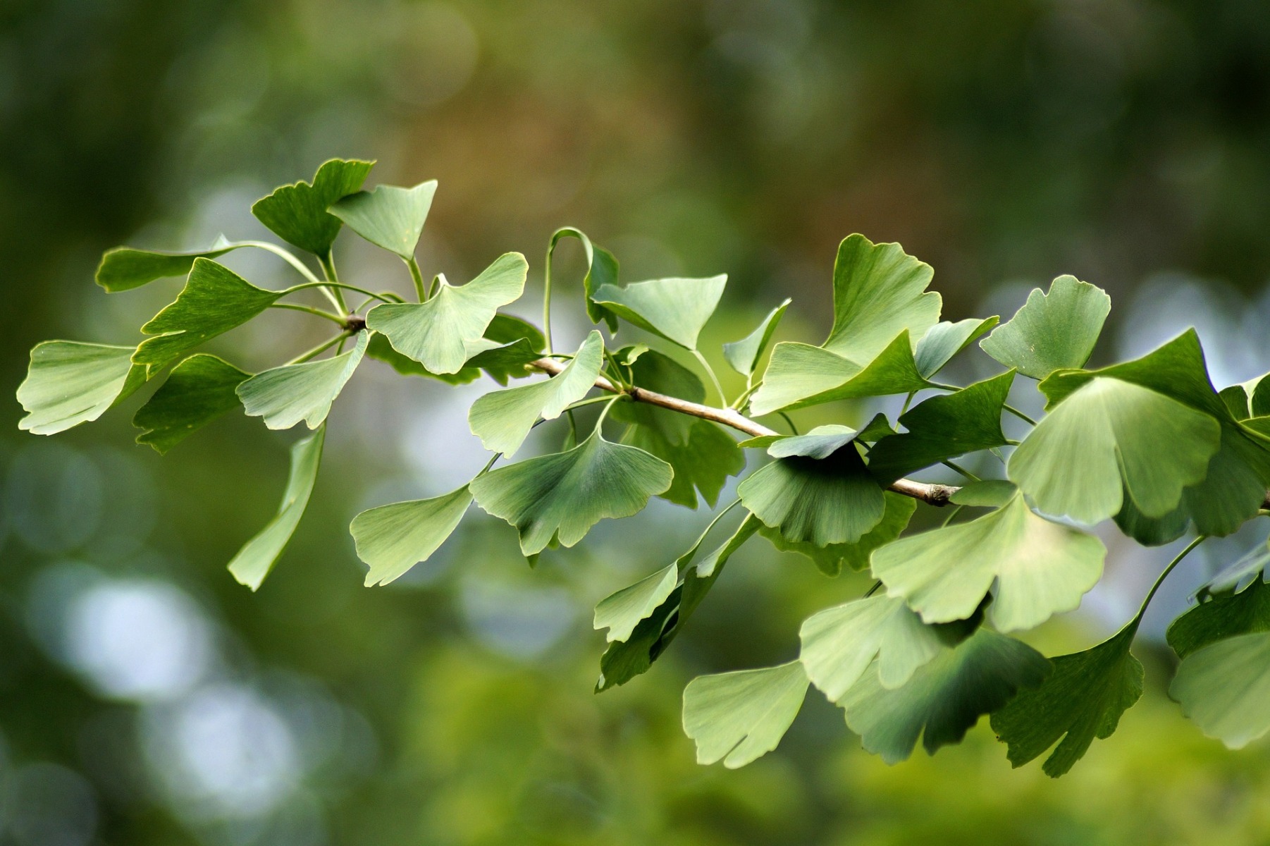 Ceai Ginkgo biloba - Wolfberry